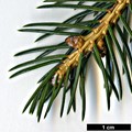 SpeciesSub: var. acicularis SpeciesSub: var. acicularis